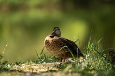 Bir yaban ördeği tavuğu durgun suyun yanında alçak çimenli bir çıkıntıda duruyor, ılık tüy dokusunu ortaya çıkarmak için yan ışıklandırılmış. Pürüzsüz, yeşil arka plan ve cömert negatif alan doğa, parklar, sulak alanlar, biyolojik çeşitlilik için temiz ve ticari bir his yaratır.