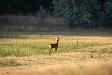 Yumurta geyiği, yeşil filizlerden ve kuru otlardan oluşan mozaik bir çayırda gün batımının sıcacık ışığıyla tetikte durur. Yumuşak, katmanlı arka plan ile uzun lens sıkıştırması vahşi yaşam ve kırsal yaşam için cömert bir kopya alanı sağlar,