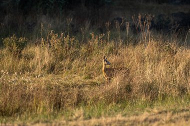 Uzun boylu, güneşli otlardan gelen bir karaca geyiği ağaçlık alanda altın akşam ışığında yıkanır. Telefoto, sığ odak görünümü yumuşak, sinematik bir zemin ve cömert bir negatif alan yaratıyor. Vahşi yaşam için harika..