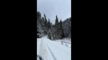Kışın karla kaplı orman yolunda giden bir arabayı gösteren video. Dar yolu çevreleyen uzun çam ağaçları taze kar ve soğuk hava sakin bir dağ atmosferi yaratır..