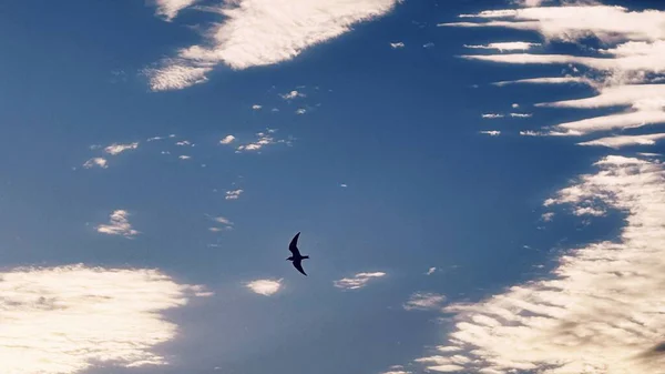 Yalnız Kuşla gökyüzü, Akşamları güzel gökyüzü