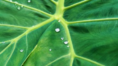 Fil kulaklı su damlacıkları, çiğ damlalı yeşil yaprak makrosu.