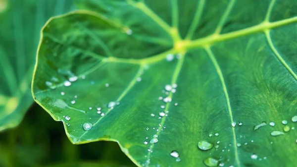 Fil kulaklı su damlacıkları, çiğ damlalı yeşil yaprak makrosu.