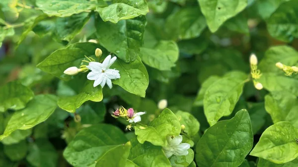 Yeşil yapraklara çiğ damlası damlatan Jasmine Çiçeği, yakın plan yasemin çiçeği