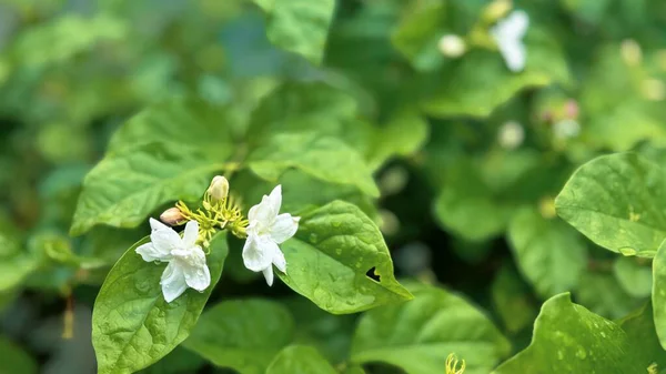 Yeşil yapraklara çiğ damlası damlatan Jasmine Çiçeği, yakın plan yasemin çiçeği