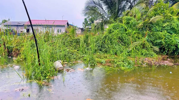 Şiddetli yağmurdan sonra aşırı gelişmiş tarla taştı, Bitki örtüsüne su yayıldı