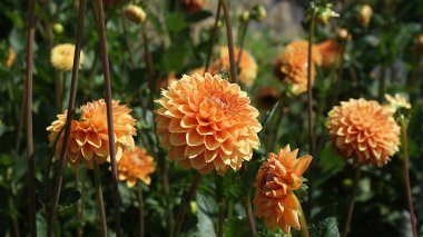 Bahçede portakal çiçeği yatağı. Kökler, yeşillikler ve tomurcuklar görüntüyü netleştirir.