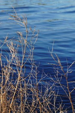 Kuru gövdelerin dikey yakın çekimi mavi bir su kütlesinin dalgalanan yüzeyi ile çelişiyor. Grafiksel ve doğal resim.