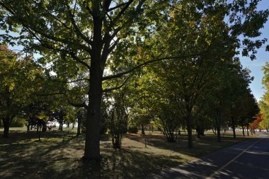 Sonbaharda park, güneş ışığıyla yıkanan büyük ağaçlar, çimlerin üzerinde uzun gölgeler. Asfalt yol sahne için güzel bir perspektif oluşturur..