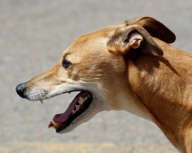 Açık havada soluk soluğa kalan bir tazının profil portresi gevşek bir ifade, sağlıklı dişler ve tarafsız bir arkaplan ile doğal ışığı gösteriyor..