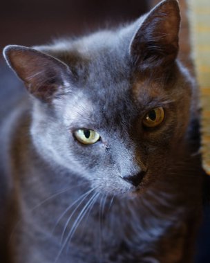 Yoğun sarı gözleri, yumuşak ışığı ve detaylı kürk dokusuyla güçlü duygusal ve sanatsal bir portre oluşturan gri bir kedinin yakın çekimi..