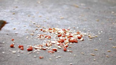 Cinematic video of a tit bird perched and moving on a branch in its natural habitat. Close-up of colorful feathers with gentle movements, set in a peaceful forest or garden. Ideal for wildlife, nature, and bird footage.