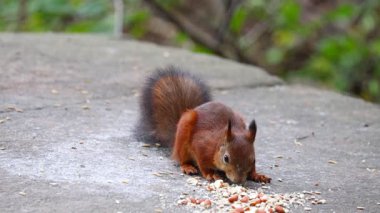 Sincap ağaca tırmanıyor, yiyecek arıyor ya da doğal ortamında zarafetle hareket ediyor. Detaylı kürklü ve anlamlı davranışlı bir orman ya da park ortamı. Vahşi yaşam, doğa ve hayvan görüntüleri için mükemmel..