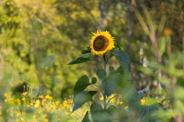 Mavi gökyüzünün altında çiçek açan parlak ayçiçeği..