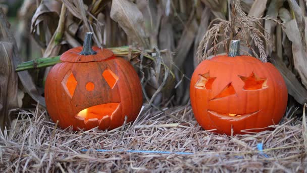 Halloween. Glowing carved Halloween pumpkins jack o lanterns with candles inside flickering in the dark night spooky and festive autumn atmosphere 4K ultra HD footage. Halloween. Glowing carved Halloween pumpkins jack o lanterns with candles inside flickering in the dark night spooky and festive autumn atmosphere 4K ultra HD footage.
