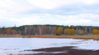 Yeşil ormanda akan güzel doğal nehir, ağaçların ve güneş ışığının yansımalarıyla sakin su, 4K ultra HD ile huzurlu yaz manzarası.
