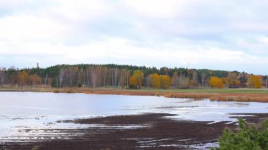 Yeşil ormanda akan güzel doğal nehir, ağaçların ve güneş ışığının yansımalarıyla sakin su, 4K ultra HD ile huzurlu yaz manzarası.