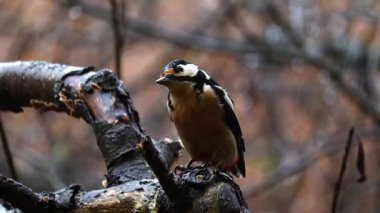 Sonbahar ormanlarında yağmur sırasında ağaç gövdesine tutunan ağaçkakan, ıslak tüyler ve detaylı vahşi yaşam davranışı, atmosferik yağmurlu doğa sahnesi 4K ultra HD ile çekildi..