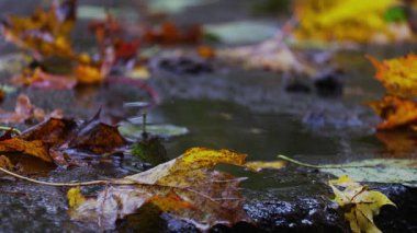 Su birikintisine düşen yağmur damlaları su yüzeyinde dairesel dalgalanmalar yaratır. Atmosferik yağmurlu hava 4K ultra ultra yakın çekim görüntüsü çeker.