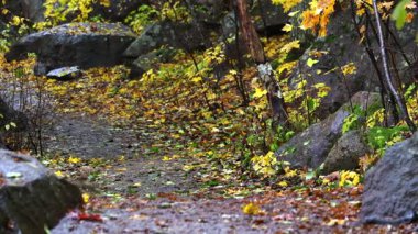 Sonbahar orman yolu altın ve kırmızı yapraklarla kaplı, renkli yapraklı ağaçlar barışçıl bir doğal tünel oluşturuyor, atmosferik düşüş manzarası 4K ultra HD.