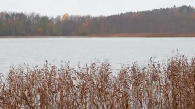 Yağmur altında rüzgarda hareket eden sazlıklar, ıslak yapraklar ve yağmur damlaları atmosferik doğal bir sahne yaratıyor, yumuşak karamsar ışık 4K ultra HD ile yakalanıyor..