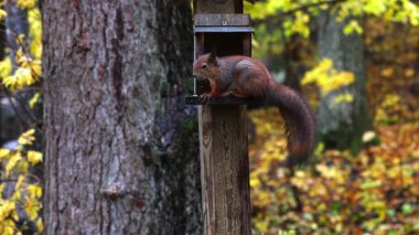 Sincap, hafif bir yağmur, ıslak kürk ve orman arka planında ağaçtan beslenen ve tohum yiyen bir sincap 4K ultra HD 'de dramatik bir vahşi yaşam sahnesi yaratıyor..