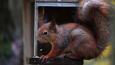 Sincap, hafif bir yağmur, ıslak kürk ve orman arka planında ağaçtan beslenen ve tohum yiyen bir sincap 4K ultra HD 'de dramatik bir vahşi yaşam sahnesi yaratıyor..