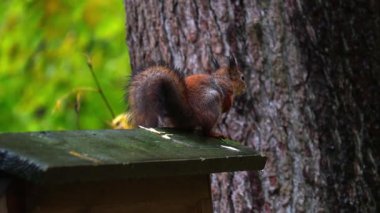 Vahşi sincap ağaca tırmanıyor ve ormanda fındık yiyor, doğal yaşam davranışlarının detaylı görüntüsü, yumuşak güneş ışığı ve sonbahar renkleri, 4K ultra HD ile yakalanmış..