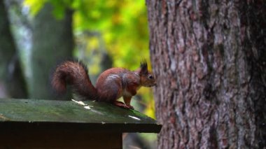 Vahşi sincap ağaca tırmanıyor ve ormanda fındık yiyor, doğal yaşam davranışlarının detaylı görüntüsü, yumuşak güneş ışığı ve sonbahar renkleri, 4K ultra HD ile yakalanmış..
