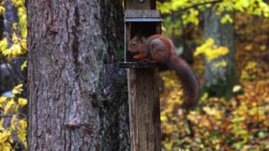 Sincap, hafif bir yağmur, ıslak kürk ve orman arka planında ağaçtan beslenen ve tohum yiyen bir sincap 4K ultra HD 'de dramatik bir vahşi yaşam sahnesi yaratıyor..
