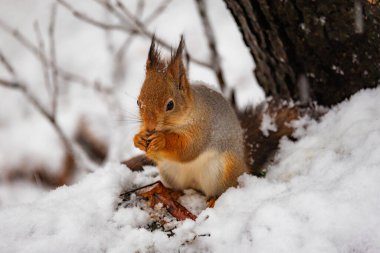Kar yağarken fındık yiyen bir sincabın resmi. Ayrıntılı kürk, küçük patiler ve yumuşak kış ormanı arka planı. Vahşi yaşam fotoğrafçılığı, kış doğa temaları ve sevimli hayvan içeriği için ideal..