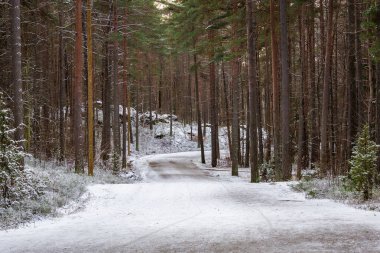Kar yağışı sırasında bir ormanın fotoğrafı, ağaçlar, zemin ve el değmemiş beyaz karla kaplı dallar. Doğal ışıklandırmayla yakalanıp huzurlu ve büyülü bir kış ortamı yaratıldı. Doğa fotoğrafçılığı, mevsimlik içerik ve kış manzarası için ideal..