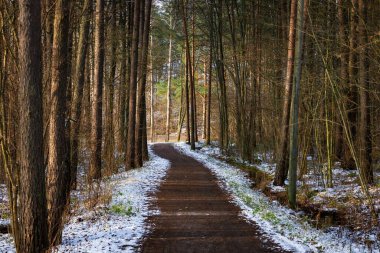 Kar yağışı sırasında bir ormanın fotoğrafı, ağaçlar, zemin ve el değmemiş beyaz karla kaplı dallar. Doğal ışıklandırmayla yakalanıp huzurlu ve büyülü bir kış ortamı yaratıldı. Doğa fotoğrafçılığı, mevsimlik içerik ve kış manzarası için ideal..