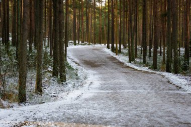 Kar yağışı sırasında bir ormanın fotoğrafı, ağaçlar, zemin ve el değmemiş beyaz karla kaplı dallar. Doğal ışıklandırmayla yakalanıp huzurlu ve büyülü bir kış ortamı yaratıldı. Doğa fotoğrafçılığı, mevsimlik içerik ve kış manzarası için ideal..