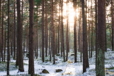 Kar yağışı sırasında bir ormanın fotoğrafı, ağaçlar, zemin ve el değmemiş beyaz karla kaplı dallar. Doğal ışıklandırmayla yakalanıp huzurlu ve büyülü bir kış ortamı yaratıldı. Doğa fotoğrafçılığı, mevsimlik içerik ve kış manzarası için ideal..
