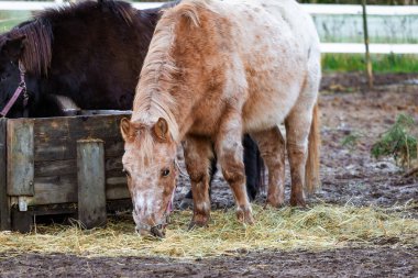 Çiftlikteki zarif atların fotografı, yemyeşil otlaklarda kırsal çitlerle otluyor. Doğal ışıklandırma paltolarını, hareketlerini ve sakin çevrelerini vurgular. Doğa fotoğrafçılığı, binicilik temaları, çiftlik hayatı ve manzaralı içerik için ideal.