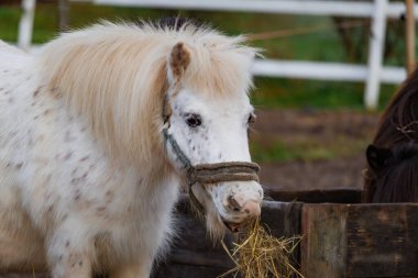 Çiftlikteki zarif atların fotografı, yemyeşil otlaklarda kırsal çitlerle otluyor. Doğal ışıklandırma paltolarını, hareketlerini ve sakin çevrelerini vurgular. Doğa fotoğrafçılığı, binicilik temaları, çiftlik hayatı ve manzaralı içerik için ideal.