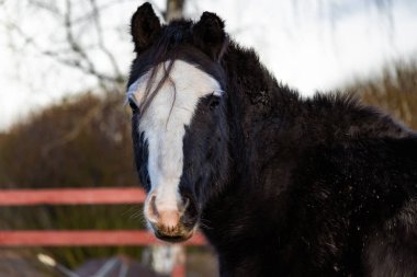 Yeşil çayırlar ve ahşap çitlerle çevrili güneşli bir çiftlikte otlayan zarif atların fotoğrafı. Onların hareketlerini ve güzelliklerini vurgulayan yumuşak doğal ışıkla yakalandılar. Doğa fotoğrafçılığı, binicilik içeriği, çiftlik hayatı ve manzaralı görüntüler için ideal.