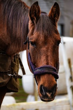 Yeşil çayırlar ve ahşap çitlerle çevrili güneşli bir çiftlikte otlayan zarif atların fotoğrafı. Onların hareketlerini ve güzelliklerini vurgulayan yumuşak doğal ışıkla yakalandılar. Doğa fotoğrafçılığı, binicilik içeriği, çiftlik hayatı ve manzaralı görüntüler için ideal.