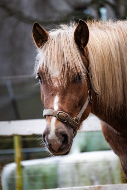 Yeşil çayırlar ve ahşap çitlerle çevrili güneşli bir çiftlikte otlayan zarif atların fotoğrafı. Onların hareketlerini ve güzelliklerini vurgulayan yumuşak doğal ışıkla yakalandılar. Doğa fotoğrafçılığı, binicilik içeriği, çiftlik hayatı ve manzaralı görüntüler için ideal.