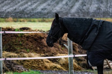 Yeşillik bir çayırda özgürce koşan atların fotoğrafı. Doğal güneş ışığı, hareketlerini, paltolarını ve çevreleyen yeşil manzarayı vurgular. Doğa fotoğrafçılığı, binicilik temaları, çiftlik hayatı ve dinamik vahşi yaşam içeriği için ideal.