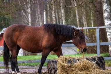 Yeşillik bir çayırda özgürce koşan atların fotoğrafı. Doğal güneş ışığı, hareketlerini, paltolarını ve çevreleyen yeşil manzarayı vurgular. Doğa fotoğrafçılığı, binicilik temaları, çiftlik hayatı ve dinamik vahşi yaşam içeriği için ideal.