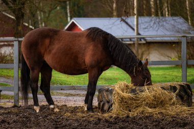 Yeşillik bir çayırda özgürce koşan atların fotoğrafı. Doğal güneş ışığı, hareketlerini, paltolarını ve çevreleyen yeşil manzarayı vurgular. Doğa fotoğrafçılığı, binicilik temaları, çiftlik hayatı ve dinamik vahşi yaşam içeriği için ideal.