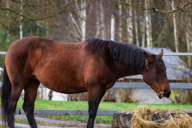 Yeşillik bir çayırda özgürce koşan atların fotoğrafı. Doğal güneş ışığı, hareketlerini, paltolarını ve çevreleyen yeşil manzarayı vurgular. Doğa fotoğrafçılığı, binicilik temaları, çiftlik hayatı ve dinamik vahşi yaşam içeriği için ideal.