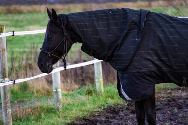 Yeşillik bir çayırda özgürce koşan atların fotoğrafı. Doğal güneş ışığı, hareketlerini, paltolarını ve çevreleyen yeşil manzarayı vurgular. Doğa fotoğrafçılığı, binicilik temaları, çiftlik hayatı ve dinamik vahşi yaşam içeriği için ideal.