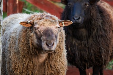 Bir çiftlikte otlayan şirin ve ilginç koyunların fotoğrafı, yemyeşil otlaklar ve ahşap çitler. Yumuşak doğal ışık, yün dokuları ve sakin çiftlik yaşamını ön plana çıkarır. Doğa fotoğrafçılığı, tarım sahneleri, hayvan temaları ve pastoral içerik için ideal.