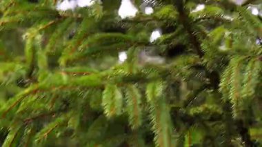 Rüzgarda sallanan çam ağacı dallarının yakın çekim videosu. İğneler kameranın yanına yavaşça yaklaşır. Orman zeminli doğal hareketler. 4K ultra HD ile çekilen yumuşak ışık, doğa videoları, orman görüntüleri, rahatlatıcı ve atmosferik sahneler için mükemmel.