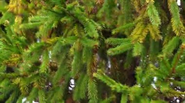 Rüzgarda sallanan çam ağacı dallarının yakın çekim videosu. İğneler kameranın yanına yavaşça yaklaşır. Orman zeminli doğal hareketler. 4K ultra HD ile çekilen yumuşak ışık, doğa videoları, orman görüntüleri, rahatlatıcı ve atmosferik sahneler için mükemmel.