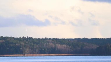 Göç sırasında gökyüzünde uçan kuş sürüsü, doğal ışıkla yakalanır. Dinamik hareket, uçuş düzenleri ve ormanların, göllerin ve tarlaların manzaralı arka planı. 4K ultra HD ile çekilmiş.