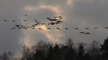 Göç sırasında gökyüzünde uçan kuş sürüsü, doğal ışıkla yakalanır. Dinamik hareket, uçuş düzenleri ve ormanların, göllerin ve tarlaların manzaralı arka planı. 4K ultra HD ile çekilmiş.